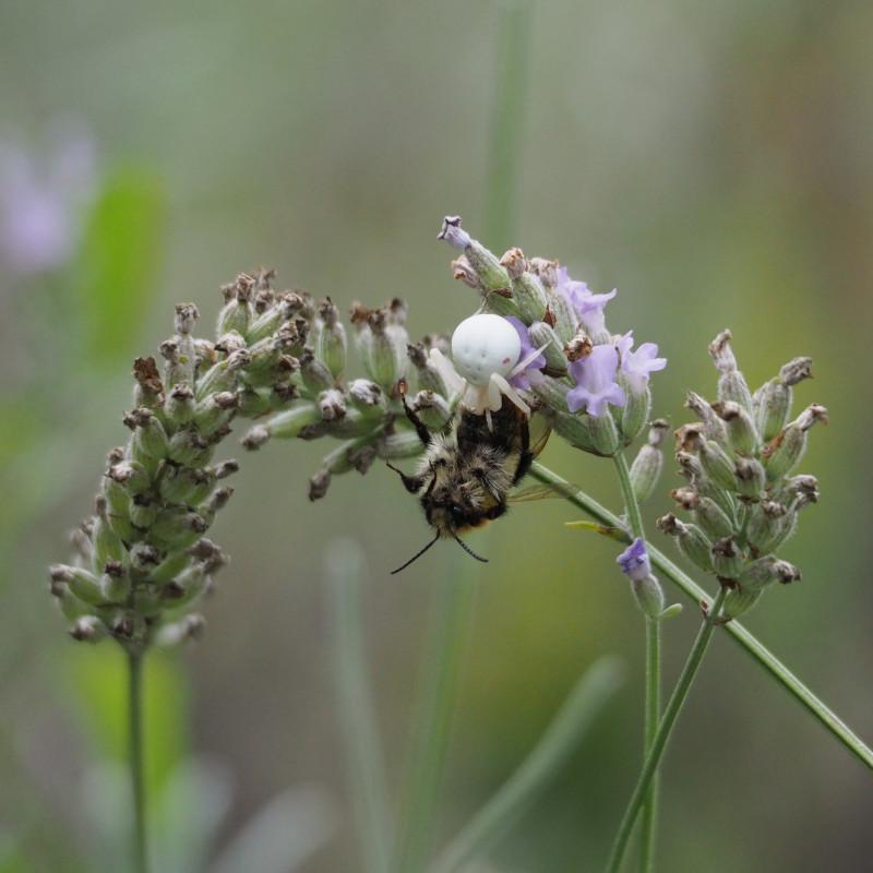A crab spider (Misumena vatia) caught a bee.