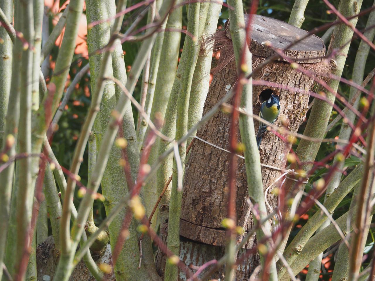 Mésange charbonnière au nichoir